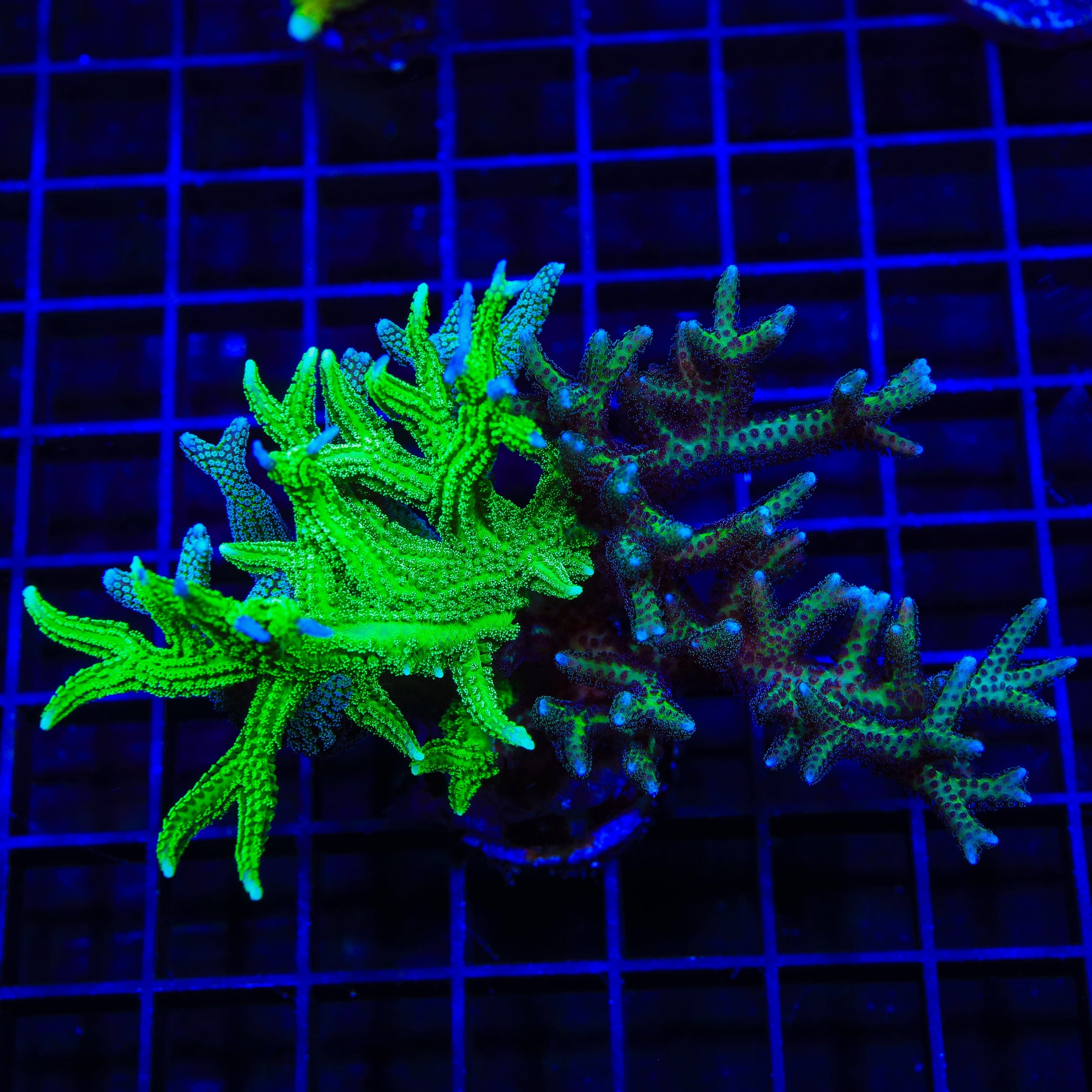 Triple Combo Birdsnest Colony Coral
