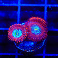 TSA Acid Bath Zoanthids Coral