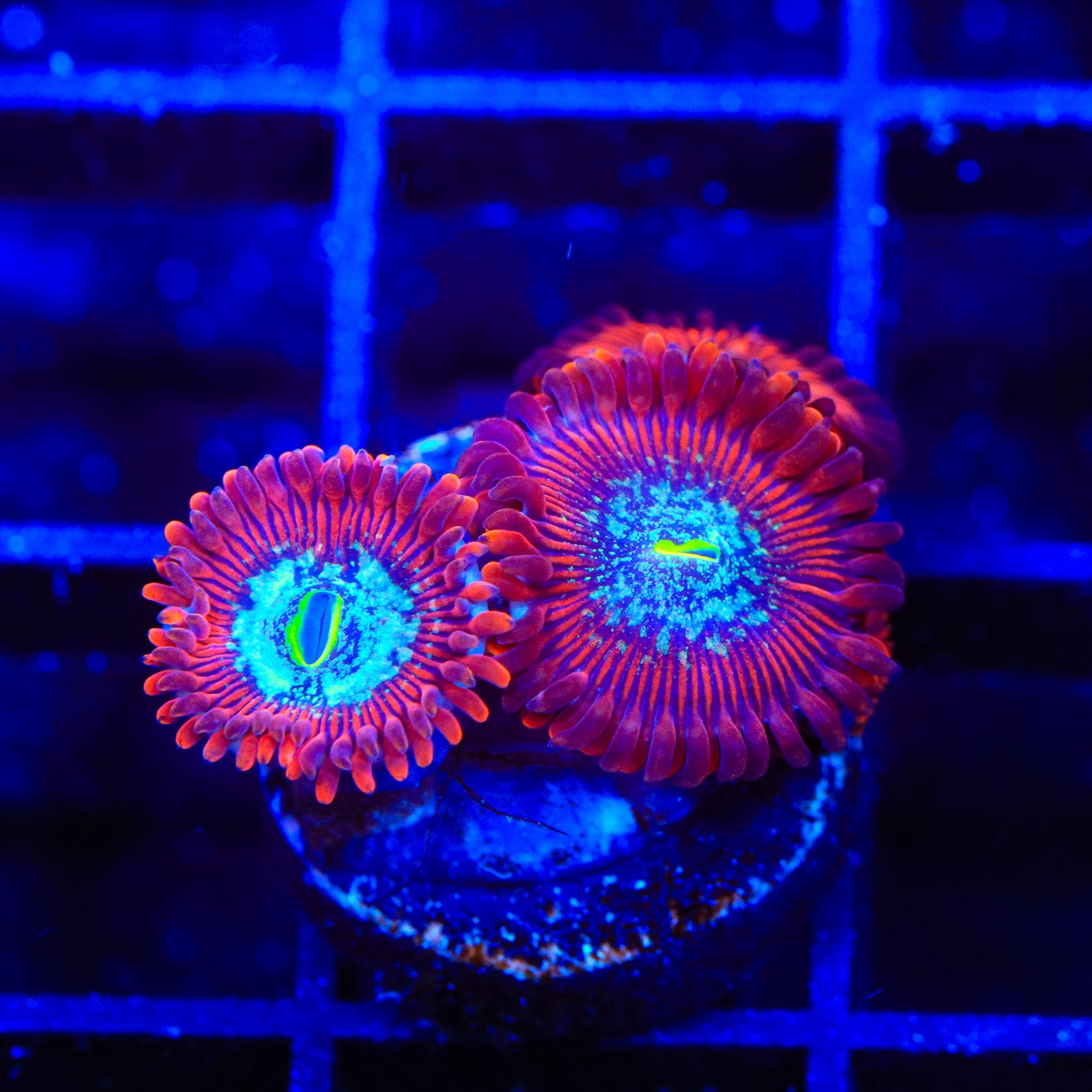 TSA Acid Bath Zoanthids Coral