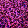 TSA Adam Eve Goniopora Coral