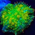 TSA Amaretto Sour Mushroom Coral