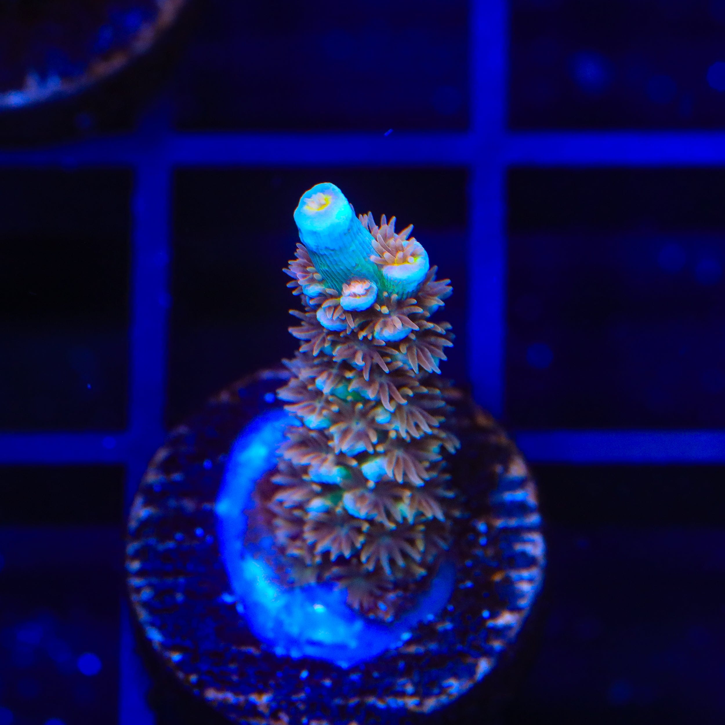 TSA Angels Envy Acropora Coral