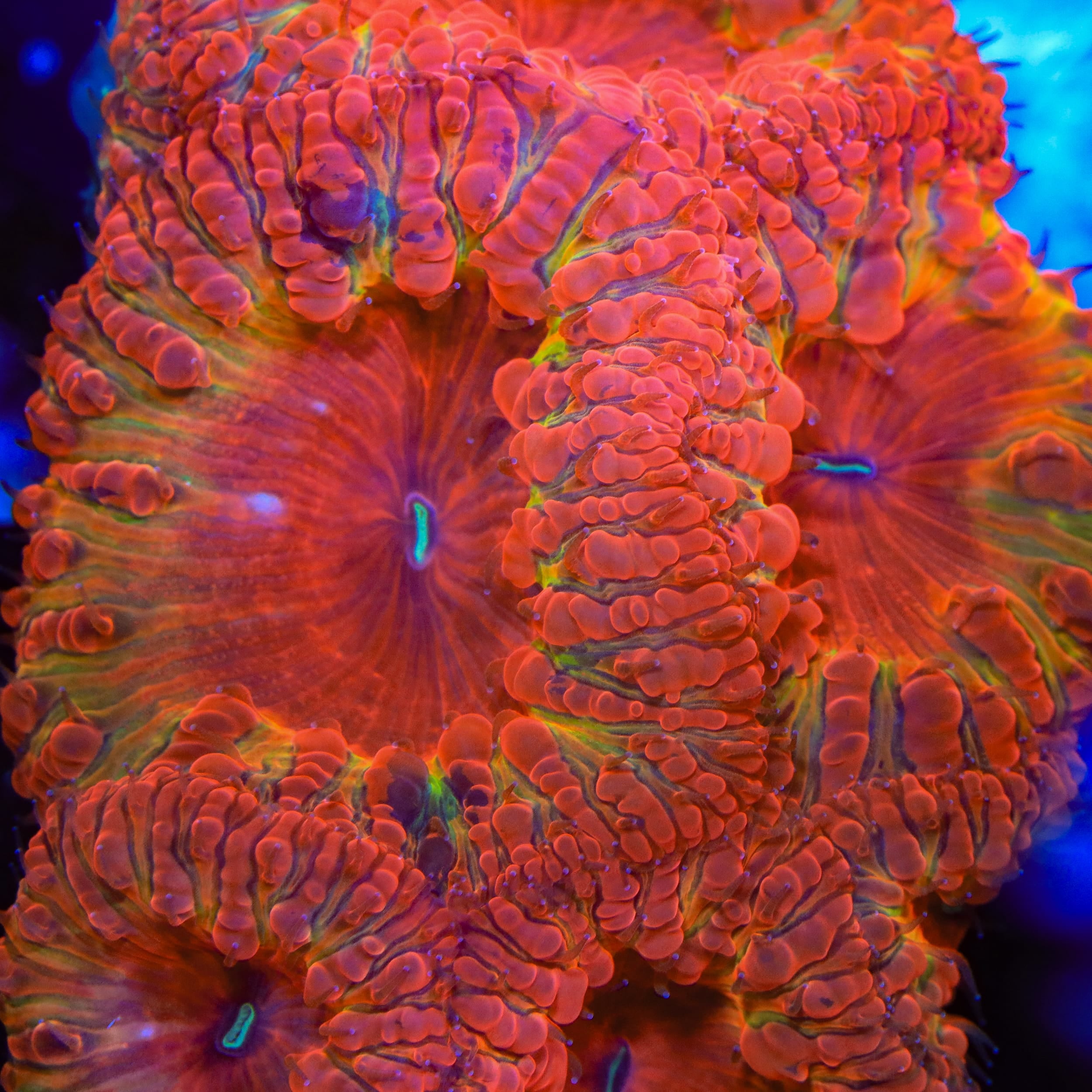 TSA Aperol Spritz Blastomussa Coral