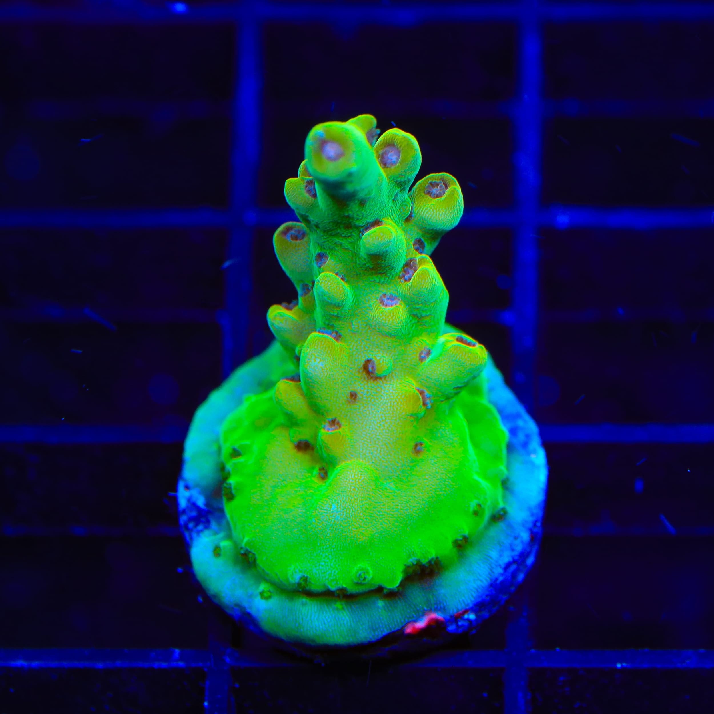 TSA Appletini Acropora Coral