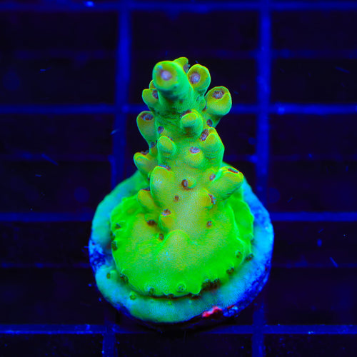 TSA Appletini Acropora Coral