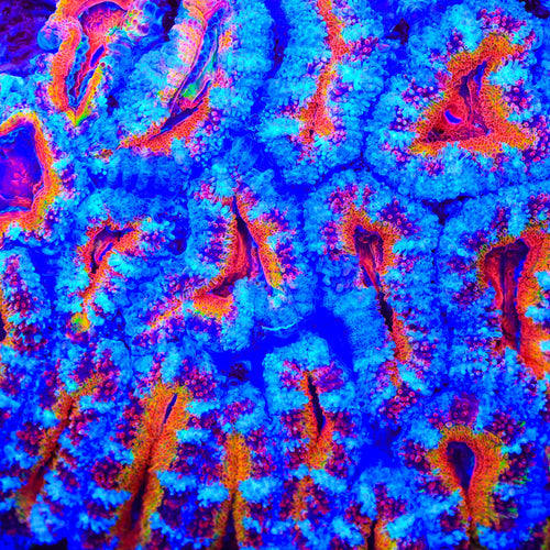 TSA Aqua Blossom Acan Coral