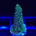 TSA Aqua Matrix Acropora Coral