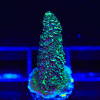 TSA Aqua Matrix Acropora Coral
