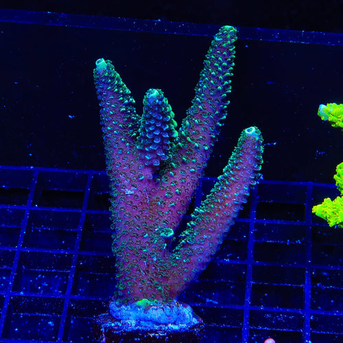 TSA Aqua Matrix Acropora XL Frag Coral