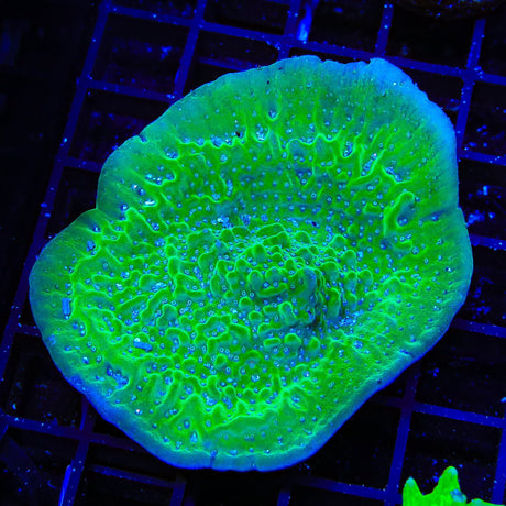 TSA Aquarim Montipora XL Frag Coral
