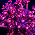 TSA Archangel Goniopora Coral