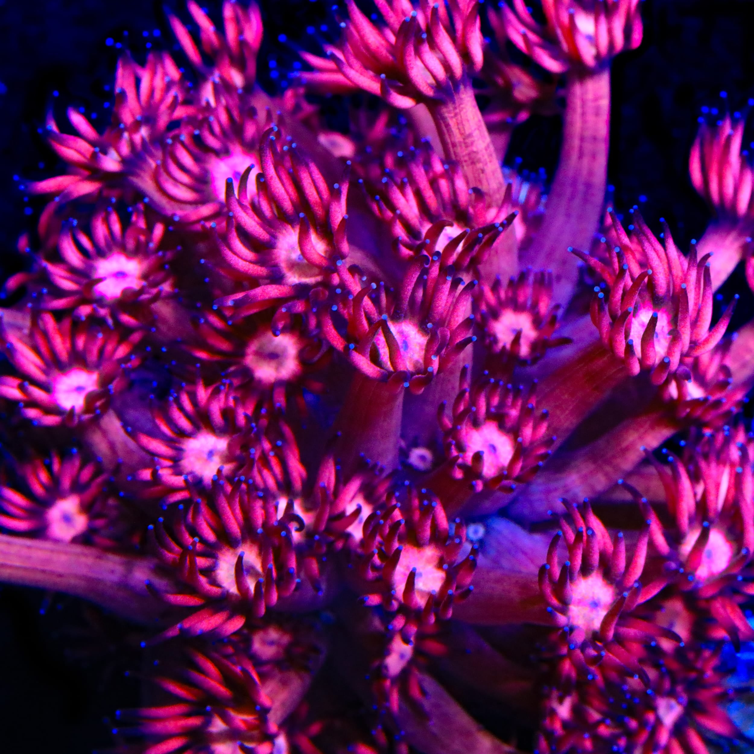 TSA Archangel Goniopora Coral
