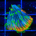 TSA Atomic Sunrise Aquacultured Plate Coral