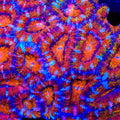 TSA Aurura Acan Coral