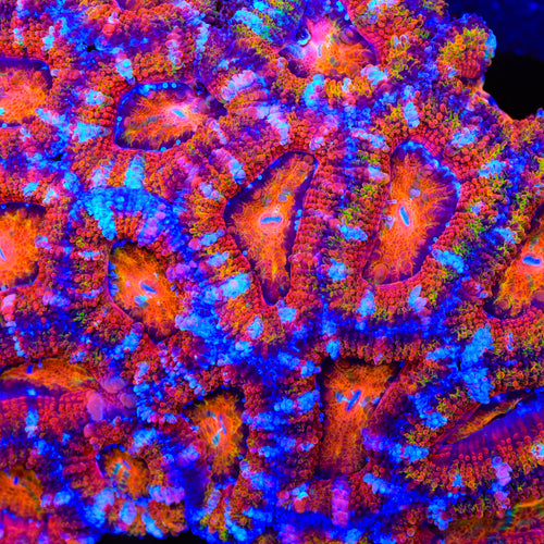 TSA Aurura Acan Coral