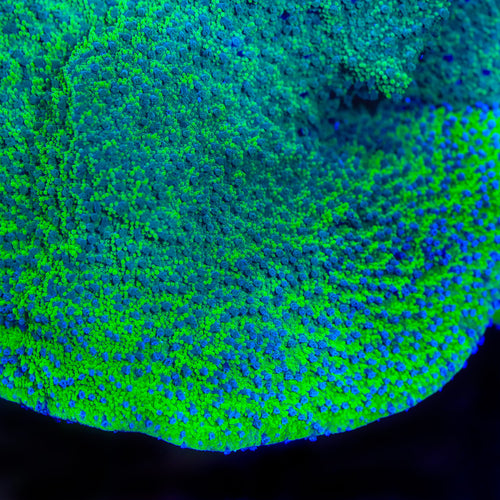 TSA Avatar Montipora Coral