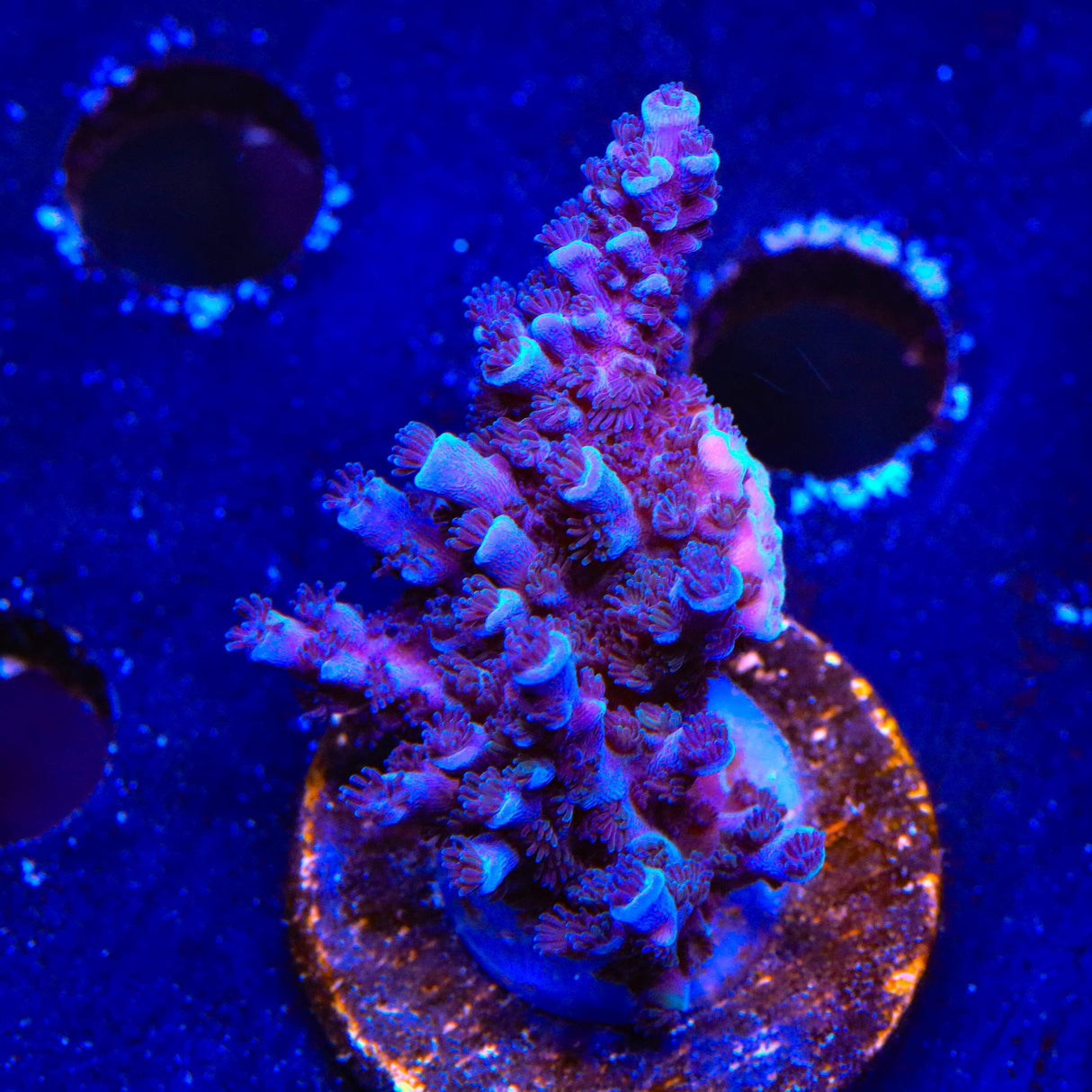 TSA Bali Blue Slimer Acropora Coral
