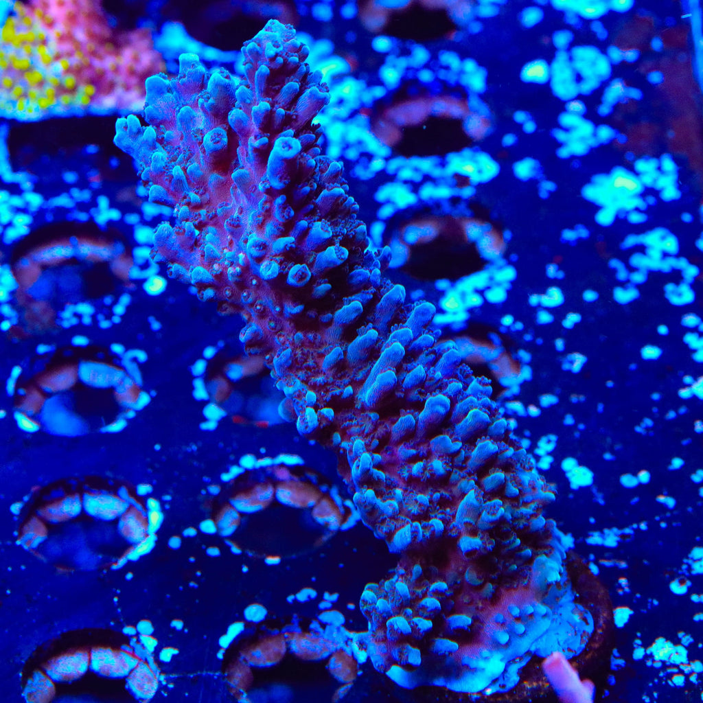 TSA Bali Blue Slimer Acropora XL Frag Coral