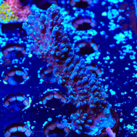TSA Bali Blue Slimer Acropora XL Frag Coral