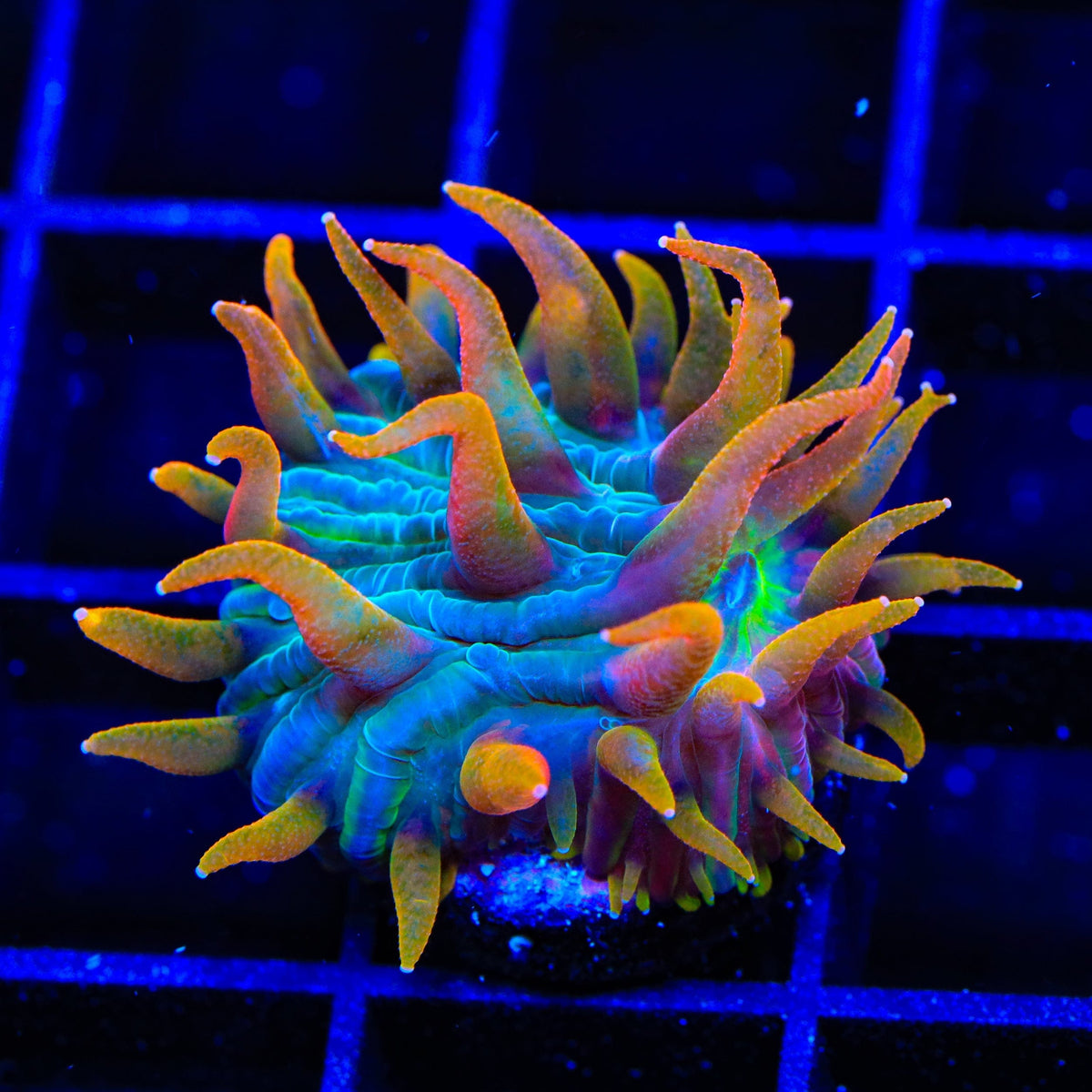 TSA Battletoads Aquacultured Plate Coral