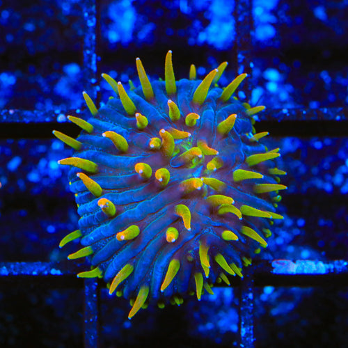 TSA Battletoads Aquacultured Plate Coral