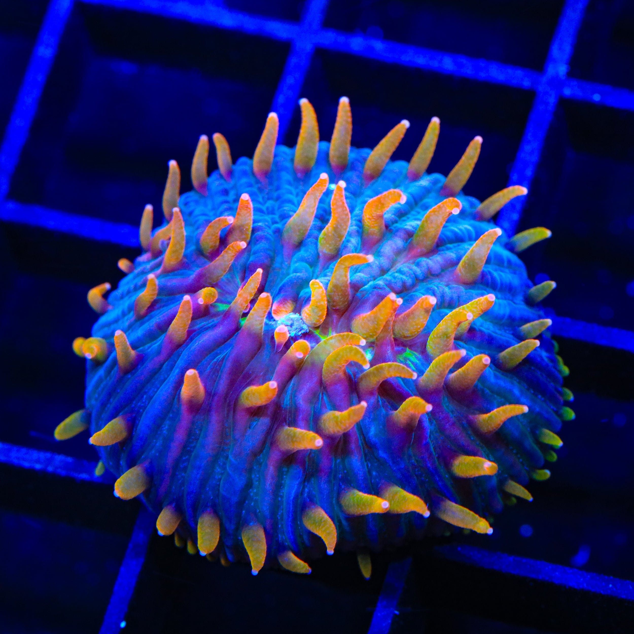 TSA Battletoads Aquacultured Plate Coral