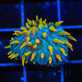 TSA Battletoads Aquacultured Plate Coral