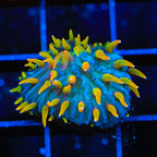 TSA Battletoads Aquacultured Plate Coral