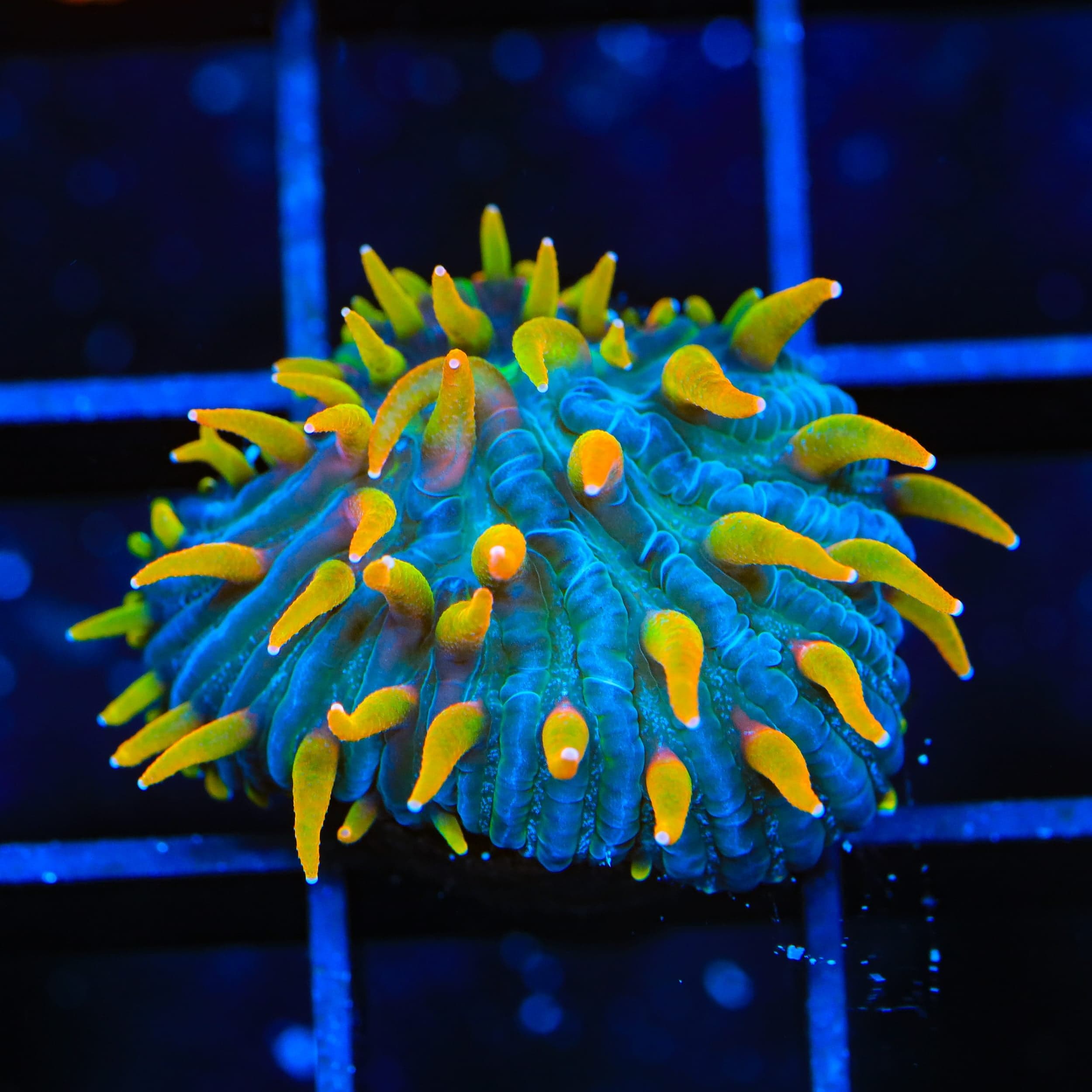 TSA Battletoads Aquacultured Plate Coral