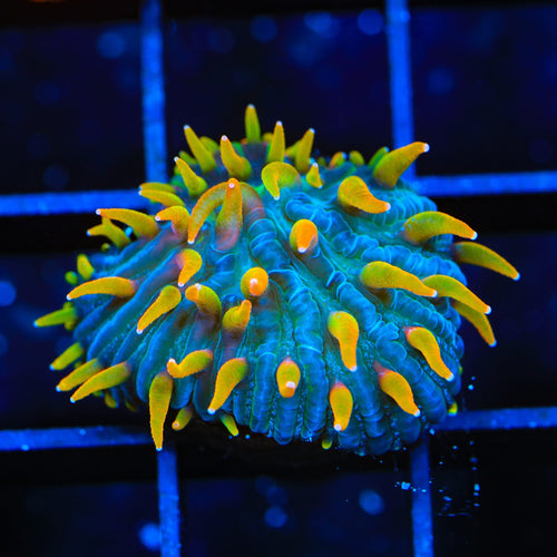 TSA Battletoads Aquacultured Plate Coral