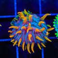 TSA Battletoads Aquacultured Plate Coral