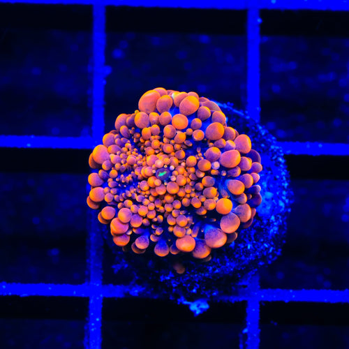 TSA BBL Bounce Yuma Coral