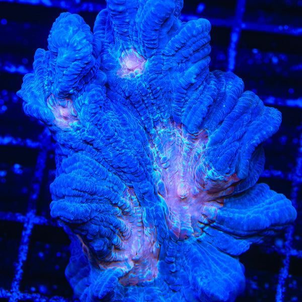 TSA Beach Boys Pectinia Coral