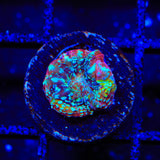 TSA Beetlejuice Bowerbankii Coral