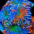 TSA Berry Bash Echinata Coral