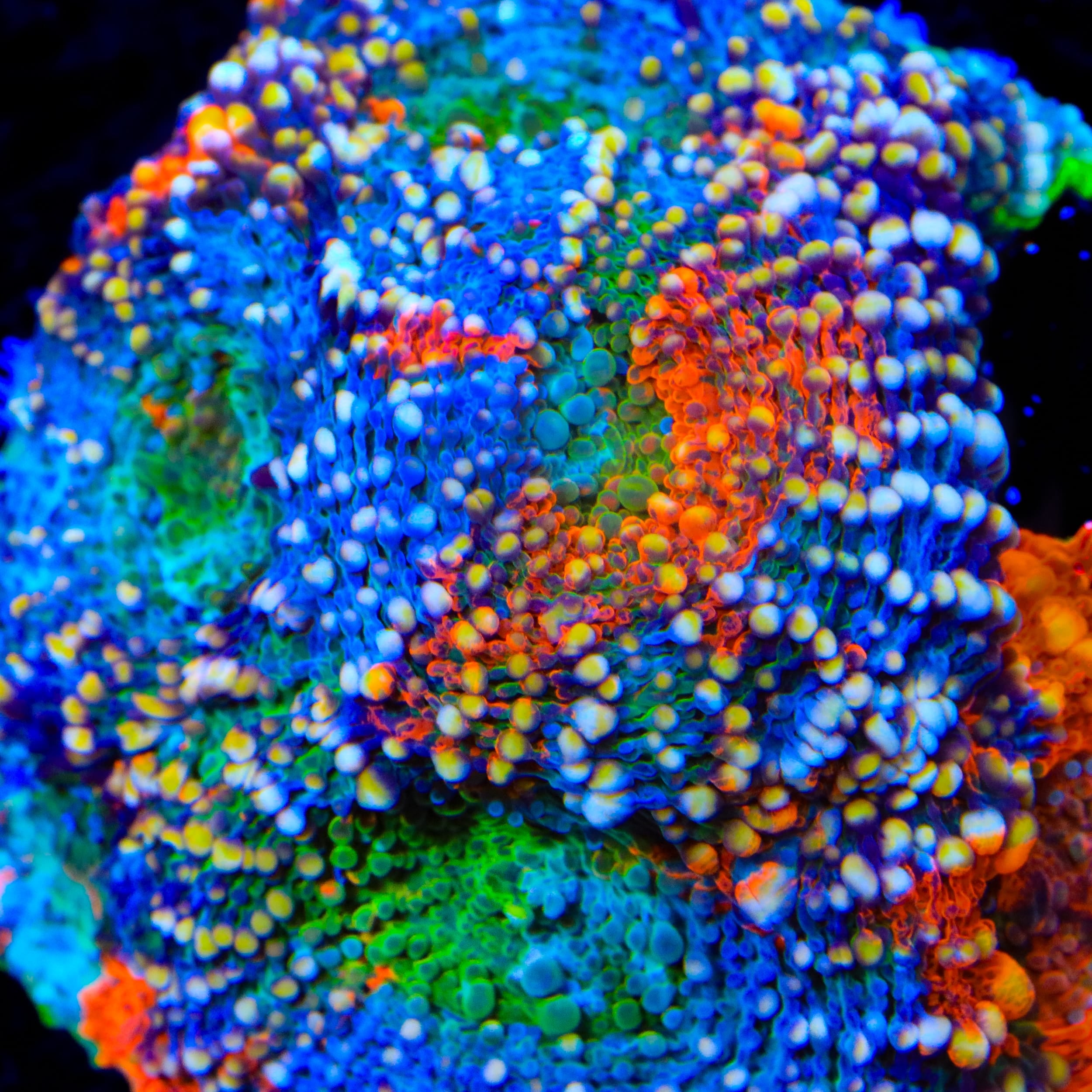 TSA Berry Bash Echinata Coral