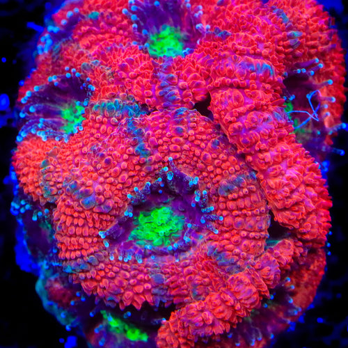 TSA Berry Delight Micromussa Acan Coral