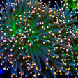 TSA BeWitched Torch Coral