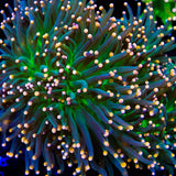 TSA BeWitched Torch Coral