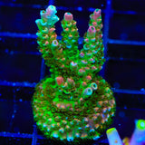 TSA Bill Murray Acropora Coral