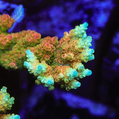 TSA Bill Murray Acropora Coral
