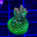TSA Bill Murray Acropora Coral