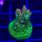 TSA Bill Murray Acropora Coral