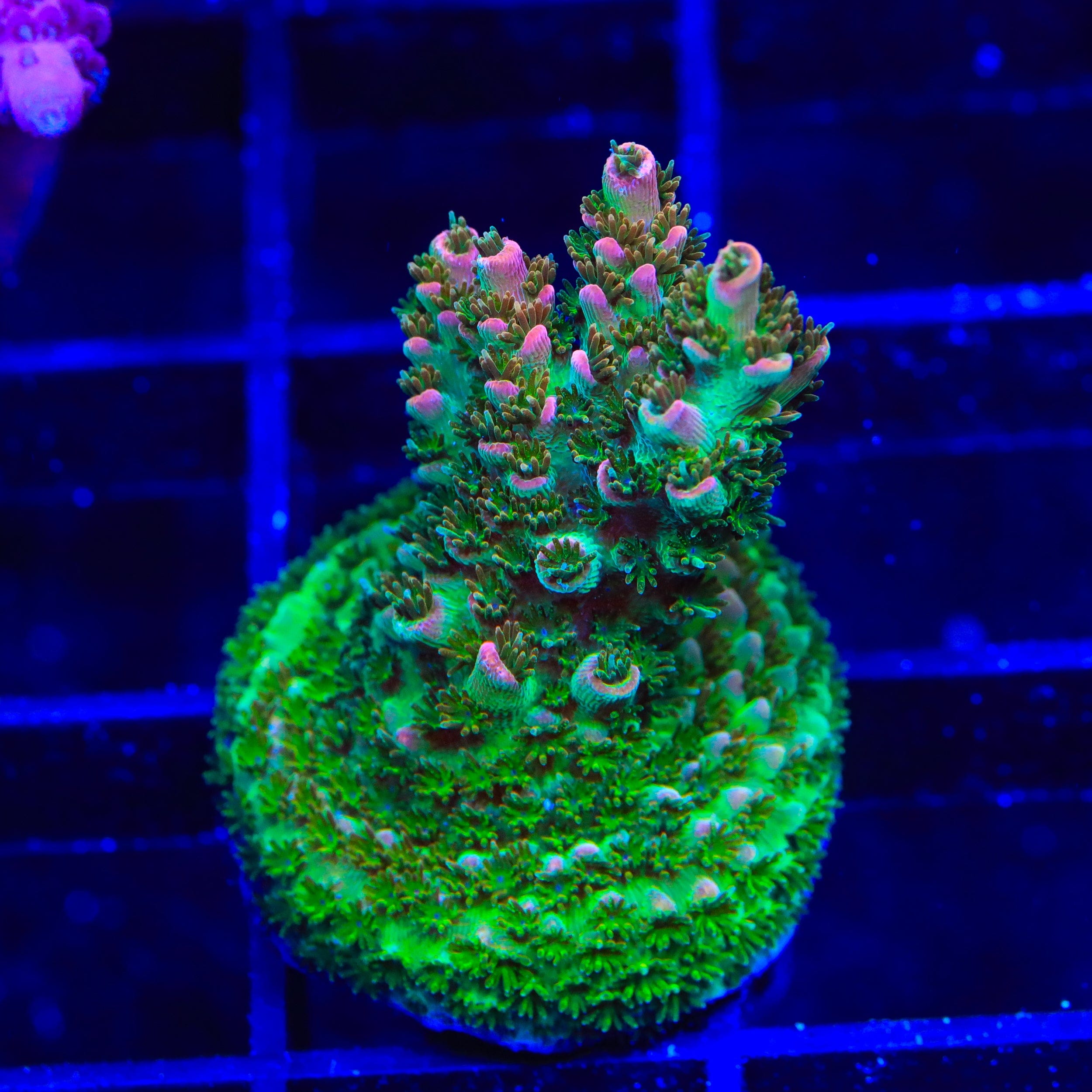 TSA Bill Murray Acropora Coral