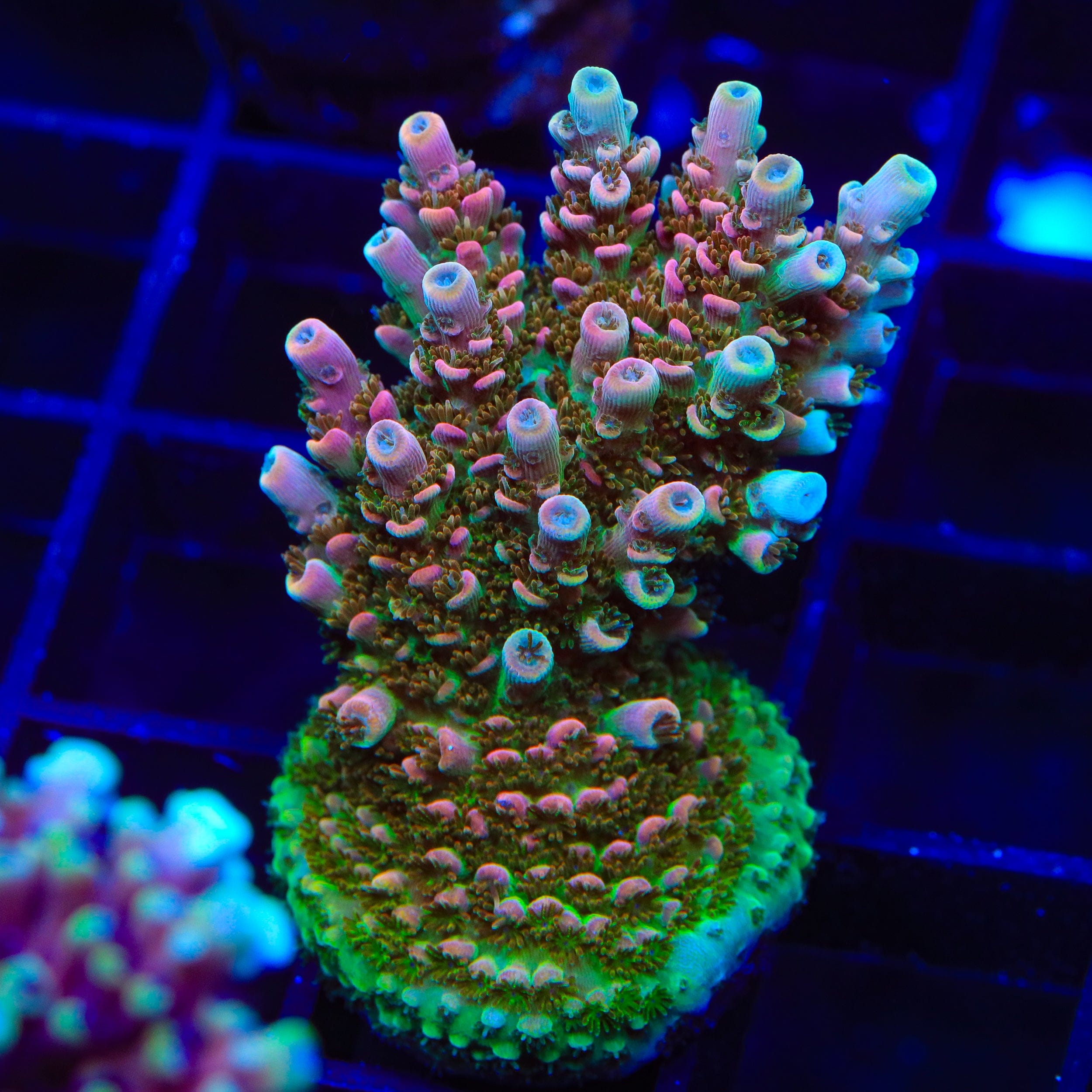 TSA Bill Murray Acropora XL Frag Coral