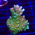 TSA Bill Murray Acropora XL Frag Coral