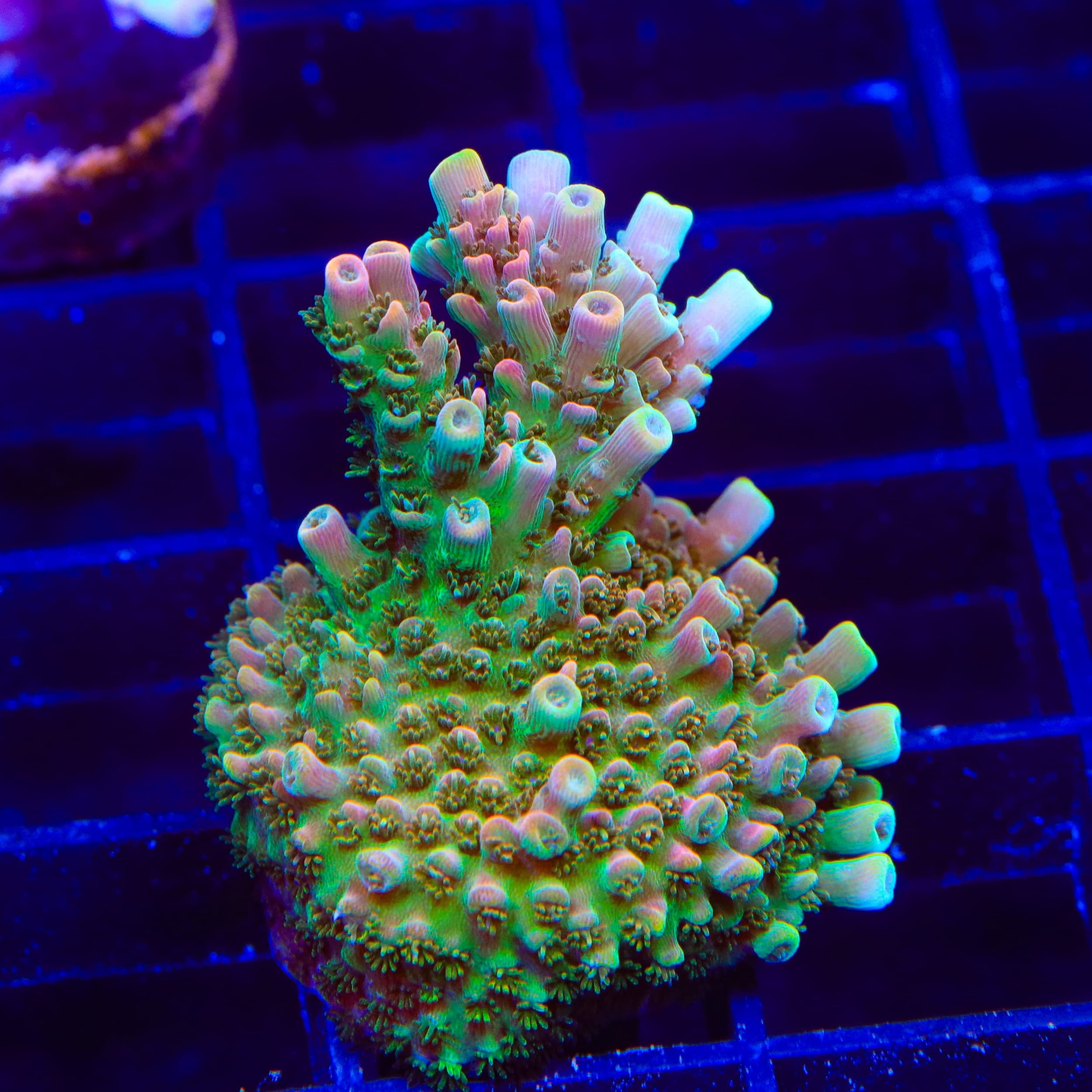 TSA Bill Murray Acropora XL Frag Coral