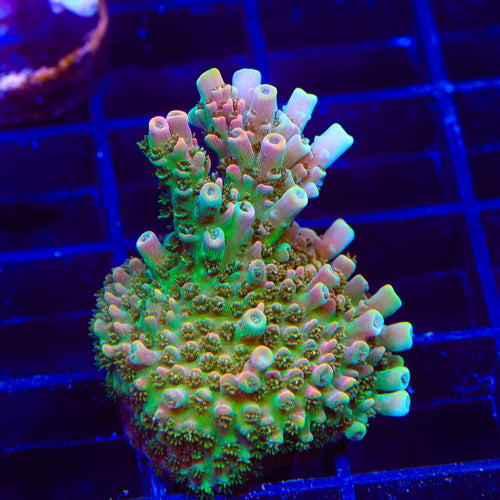 TSA Bill Murray Acropora XL Frag Coral