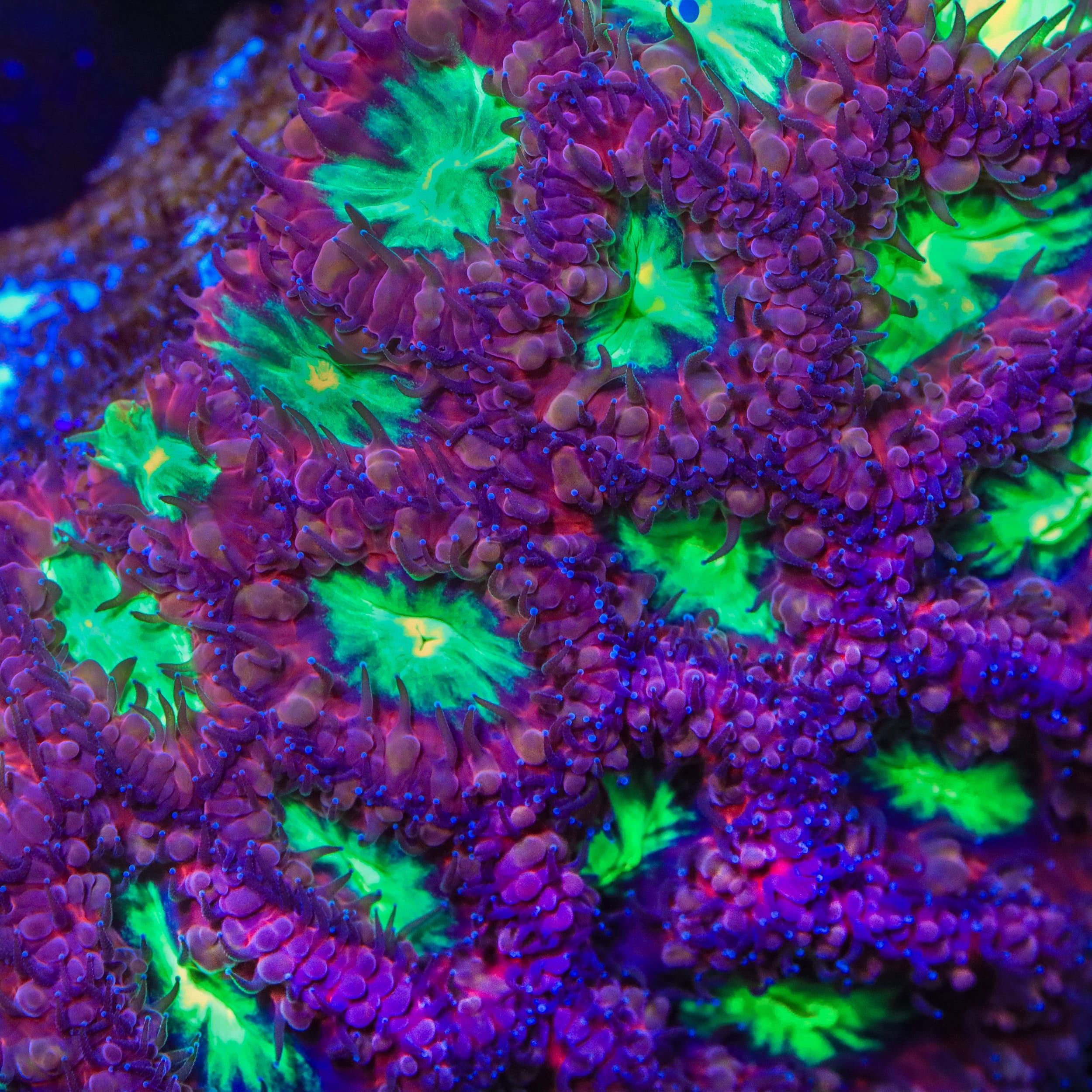 TSA Black Cherry Blastomussa Coral