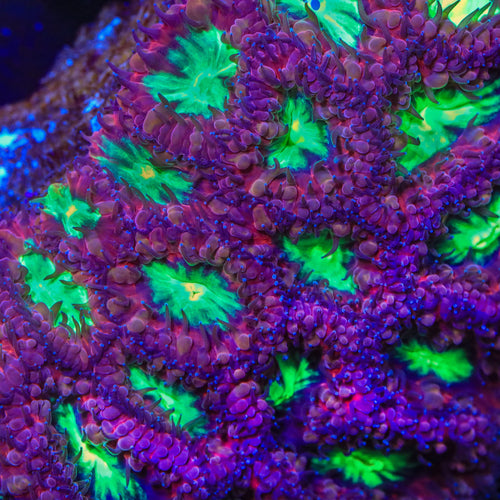 TSA Black Cherry Blastomussa Coral
